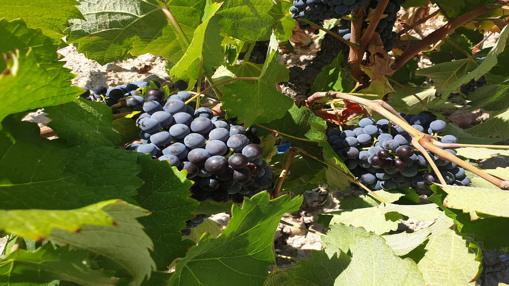 Uvas3 1024*576 small